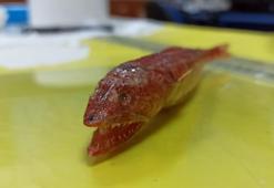 Akdeniz'de ilk kez görülen balık türü: Synodus Randalli