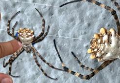 Afrika'dan geldi! Türkiye'de bir ilde daha görüldü, hızla yayılıyor