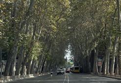 Dolmabahçe ve Çırağan Caddesi'ndeki asırlık çınar ağaçlarına bakım