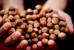Fındık, fiyat istikrarını koruyor