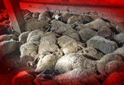 Hepsi aynı anda can verdi, nedenini kimse bilmiyor! Ahırda şoke eden manzara