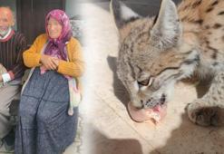 Ormanda karşılaştı, peşinden köye kadar geldi! Vaşak yavrusu ilgi odağı oldu