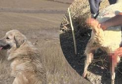 Sokak köpekleri 1 buçuk milyon liralık zarara sebep oldu!