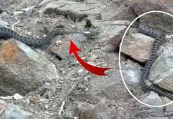 Kış uykusuna yatmak için yuva arayan yılan görüntülendi