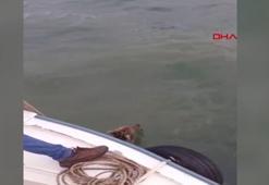 Denizde mahsur kalan yavru ayıyı balıkçılar kurtardı