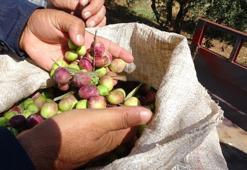 Zeytin hasadında yüksek rekolte beklentisi!