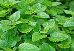 Limon otu mucizesi! Faydaları saymakla bitmiyor