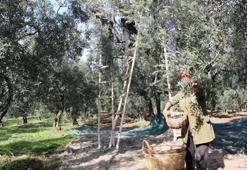 Zeytin alım fiyatı belli oldu
