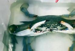 Balıkçıların korkulu rüyas! Devasa boyutta