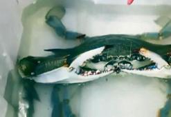 Balıkçıların korkulu rüyas! Devasa boyutta