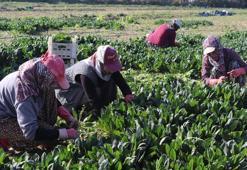 Ispanak hasadı başladı: Tarlada 4, pazarda 20 TL