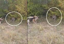 Vaşak ve 5 av köpeği karşılaştı! İnanılmaz anlar
