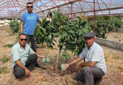 Domatesleri söktü: 300 yıllık yatırım yaptı!