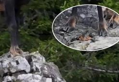 Kalın tırnaklar, sağlam bir kalp! Doğaya müthiş uyum Şamua