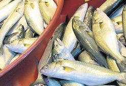 Hamsi lezzetlendi lüferde akın var