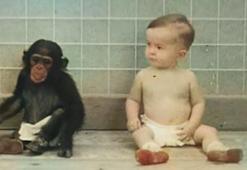 9 ay şempanzeyle kardeşi gibi yaşadı! İkisinin de sonu çok acı oldu