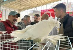 Tekirdağ'da görücüye çıktı, yoğun ilgi gördü! 150 bin TL'ye satın alan var