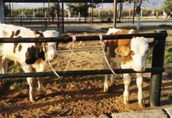 Danalarını unutup gitti, tüm ekipler seferber oldu