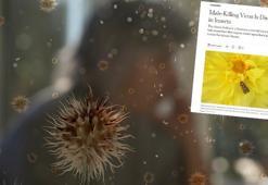 Sadece erkekleri öldüren virüs keşfedildi! İlaçlar etki etmiyor