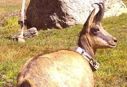 21 yaban keçisi bir yıl boyunca izlendi! Dikkat çeken veriler ortaya çıktı