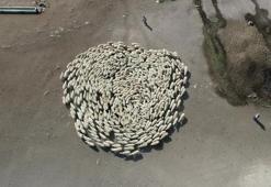 Koyun sürüsü durmadan döndü, Çin’deki görüntüler akıllara geldi