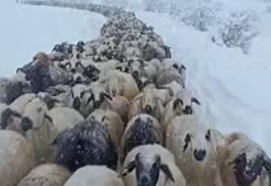 Yaylalardan indirilmeye başlanan koyun sürüsü kar ve tipiye yakalandı