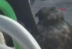 Özel halk otobüsü şoförü, yanındaki yırtıcı kuşla sefer yaptı