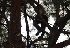 Günlük ücreti 1500 TL! Çam fıstığı mesaisi başladı