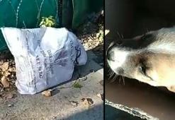 Edirne'de isyan ettiren olay! Bulunan çuvaldan yavru köpek çıktı