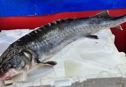 Dinozorlar döneminden günümüze gelen bu balığın havyarı 2 milyon lira