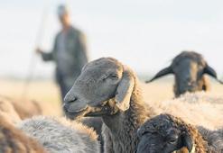 Çoban desteği 30 bin TL’ye yükseltildi