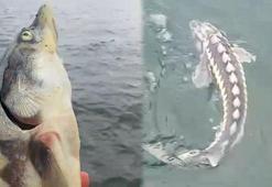 Havyarı 2 milyon liraya kadar çıkan balık, şekli ve büyüklüğü ile şaşırttı