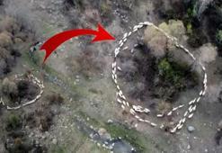 Ölüm çemberi! Esrarengiz olay Türkiye’de de görüldü