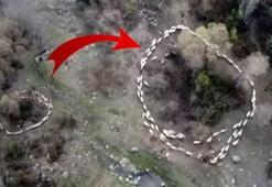 Ölüm çemberi! Esrarengiz olay Türkiye’de de görüldü