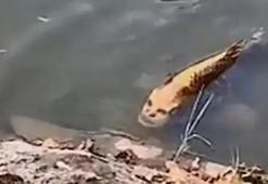 Dünyanın konuştuğu görüntü! İnsan yüzlü balık infial yarattı