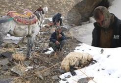 Aç kurtlar sürüye saldırdı: Karınlarında kuzuları vardı