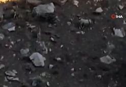 Yüksekova-Van kara yolunda sürü halinde dağ keçisi görüntülendi