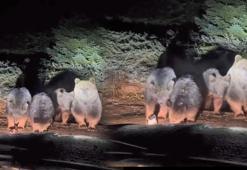 Uludağ'da 'uyuyamayan' meşhur ayı ailesi kameraya yakalandı