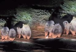 Uludağ'da 'uyuyamayan' meşhur ayı ailesi kameraya yakalandı