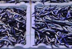 Hamsinin kilosu tezgahlarda 25 TL'ye düştü