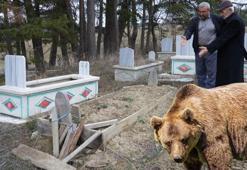 Ayılar mezarları kazmaya başladı! Köylülerden jiletli önlem