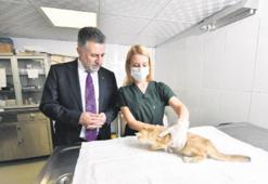 Bayraklı’da sahipsiz dostlar emin ellerde