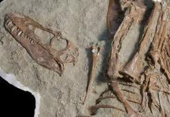 Dünyayı şoke eden keşif! 75 milyon yıllık T-Rex’in midesinden yavruları çıktı