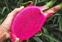 Türkiye'de faydasını duyan çok az kişi var! 1 tane yiyen tüm kış hastalık nedir bilmiyor