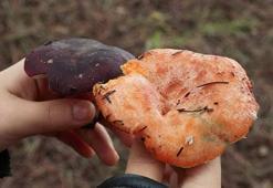 Sarıyer'de 'mantar' alarmı! Belediye uyarı yaptı