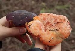 Sarıyer'de 'mantar' alarmı! Belediye uyarı yaptı