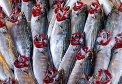 Aralık ayında hangi balığı yiyelim? Vitamini çok yüksek, yiyeni kalkan gibi koruyor