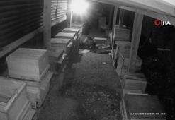 Köye inen ayı kovanları böyle parçaladı