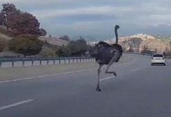 Kara yolunda deve kuşu paniği