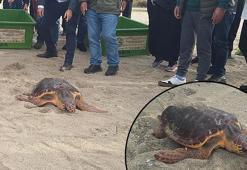 Kuşadası'nda tedavisi tamamlanan 3 deniz kaplumbağası törenle denize salındı